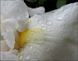 Iris in the Rain