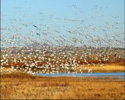 Snow Geese Fly-In