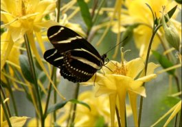 Zebra Longwing on Columbine
