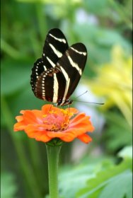 Zebra Longwing on Zinnia