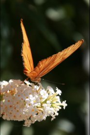 The Orange One