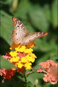 Small Butterfly