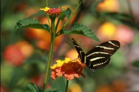 Zebra Longwing on Flower