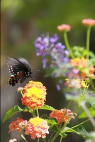 Small Butterfly