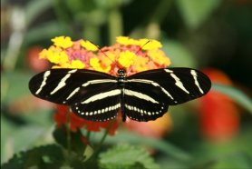 Zebra Longwing