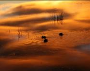 On a Golden Pond