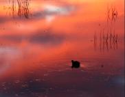 Magical Serenity