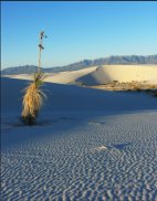Dunes at Dawn