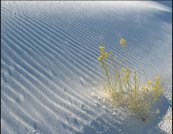 Sand Ripples