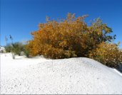 Autumn at White Sands