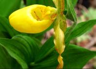 Lady Slipper Orchid