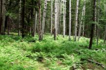 Aspens and Ferns